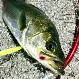 フッコ（マルスズキ）