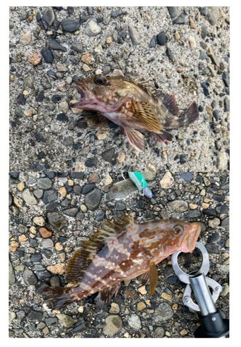 キジハタの釣果