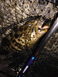 ヤイトハタの釣果