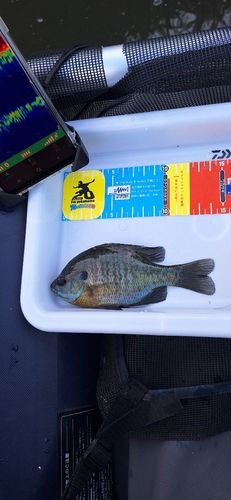 ブルーギルの釣果