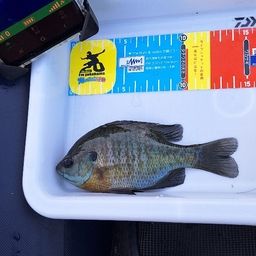 ブルーギル