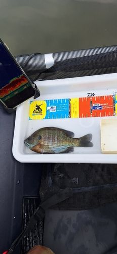 ブルーギルの釣果