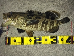 チャイロマルハタの釣果