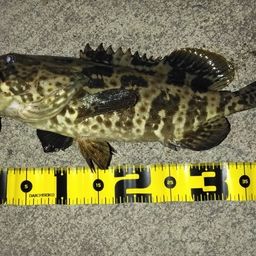 チャイロマルハタ