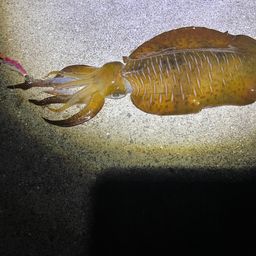 アオリイカ