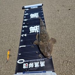 マゴチ