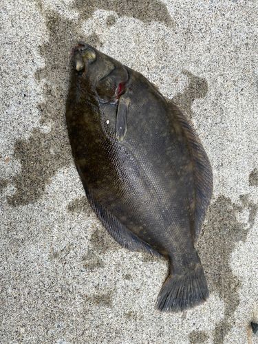 クロガシラガレイの釣果