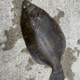 クロガシラガレイ