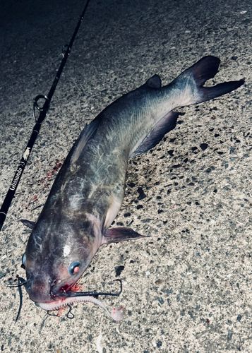 アメリカナマズの釣果