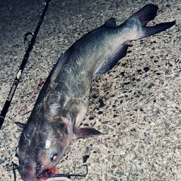 アメリカナマズ