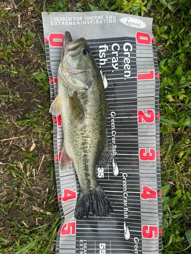 ブラックバスの釣果