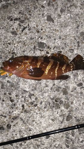 アコウの釣果