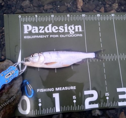 ハスの釣果