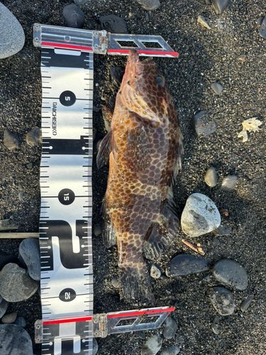 オオモンハタの釣果