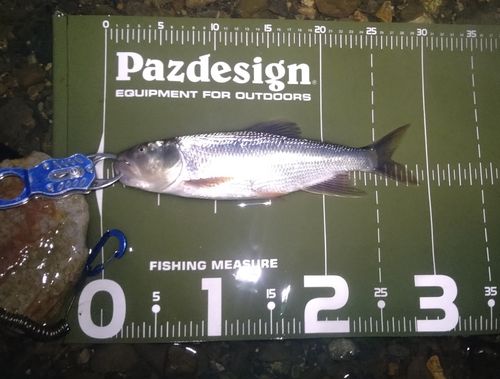 ハスの釣果