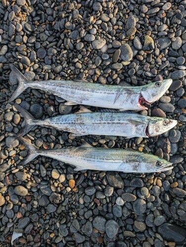 サゴシの釣果