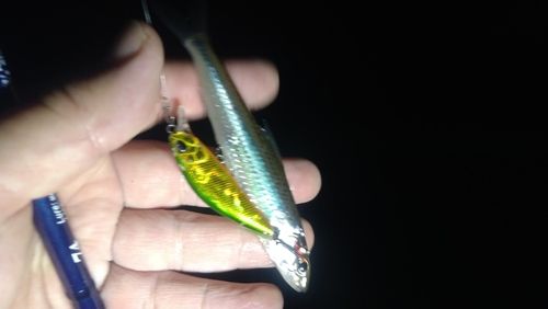 ホンモロコの釣果
