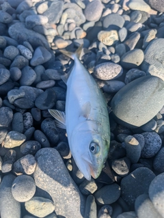 ワカシの釣果