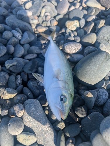 ワカシの釣果