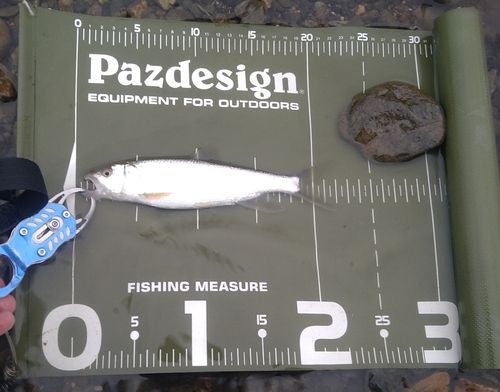 ハスの釣果