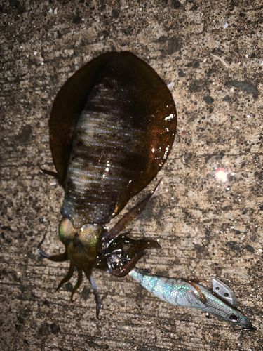 アオリイカの釣果