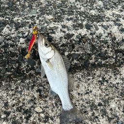 セイゴ（マルスズキ）