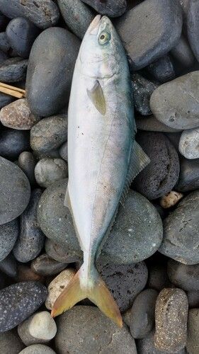ワカシの釣果
