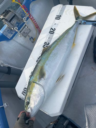 ハマチの釣果