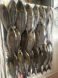 イサキの釣果