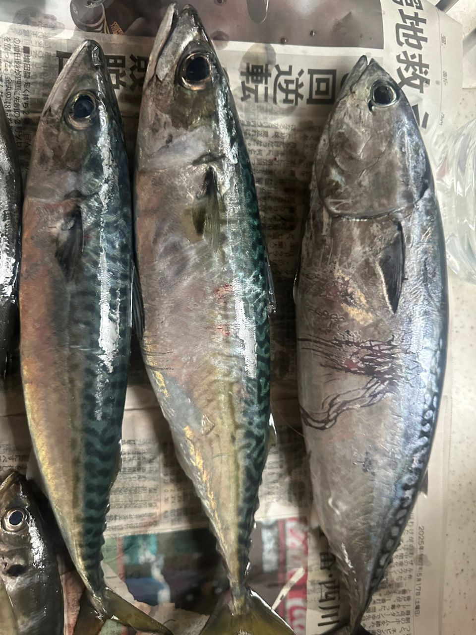 ロッツォさんの釣果 3枚目の画像