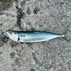 サバの釣果