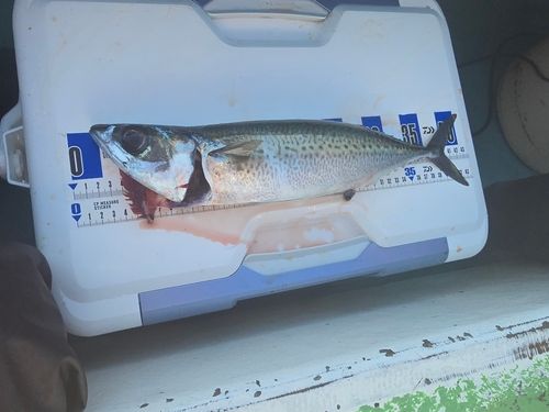ゴマサバの釣果