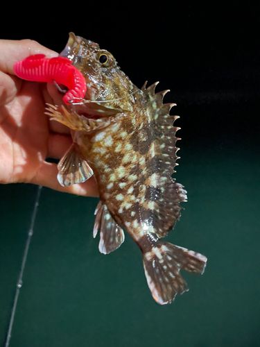 キジハタの釣果