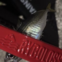 アジ