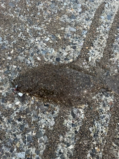ヒラメの釣果