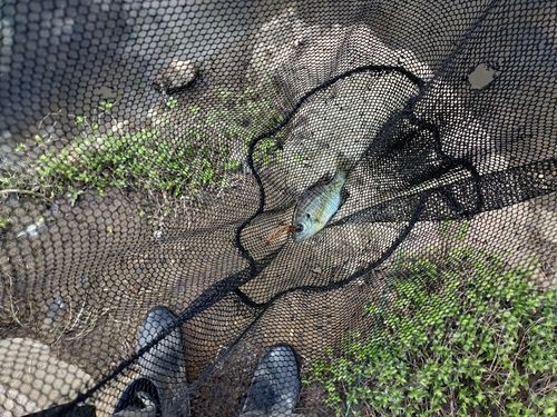 ブルーギルの釣果