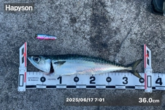 マサバの釣果