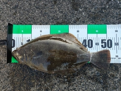 ヒラメの釣果