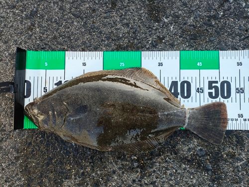 ヒラメの釣果