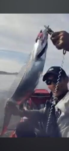 タチウオの釣果
