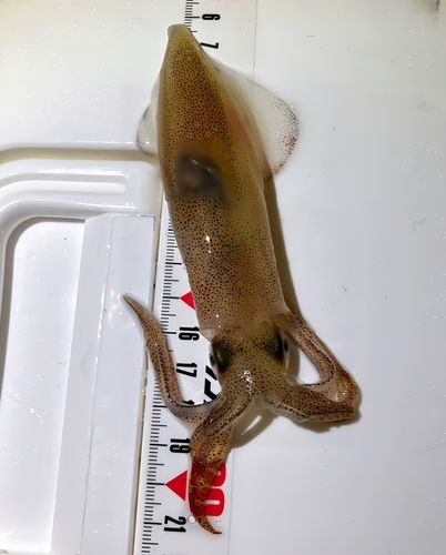 ケンサキイカの釣果