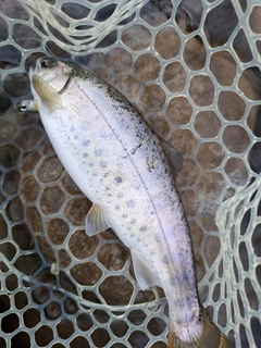 ヤマメの釣果