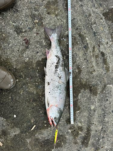 サクラマスの釣果