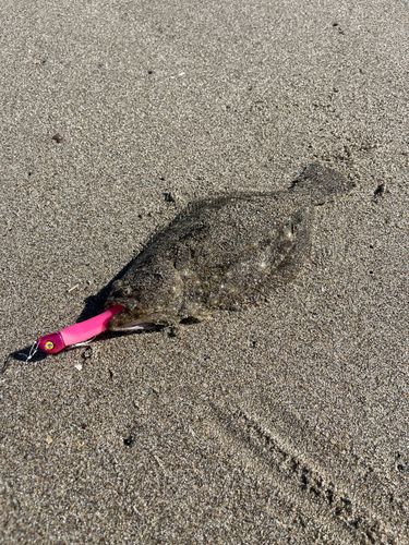 ソゲの釣果