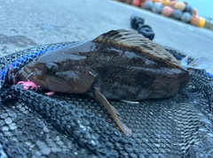 アイナメの釣果