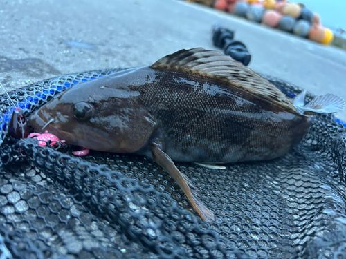 アイナメの釣果