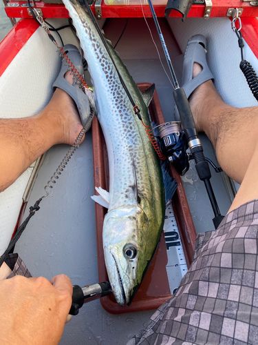 サワラの釣果