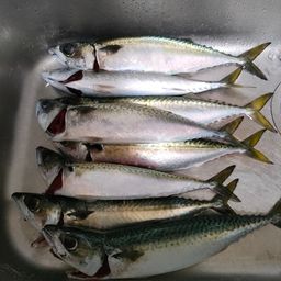 サバ