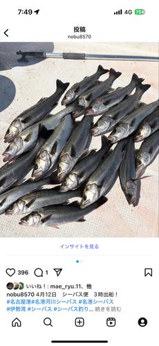 シーバス