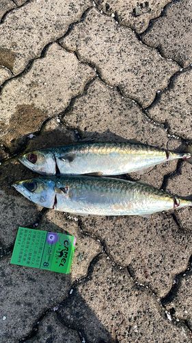 サバの釣果